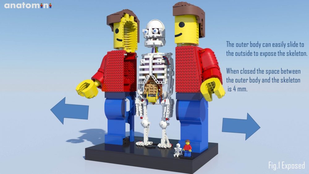 LEGO Ideas Anatomini