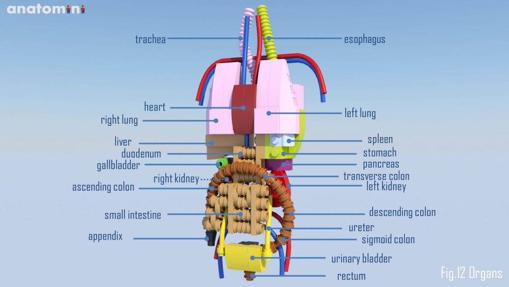 LEGO Ideas Anatomini