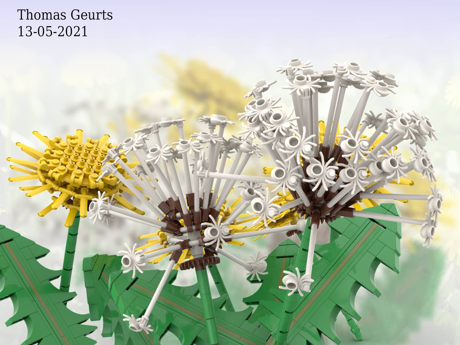 dandelion-f