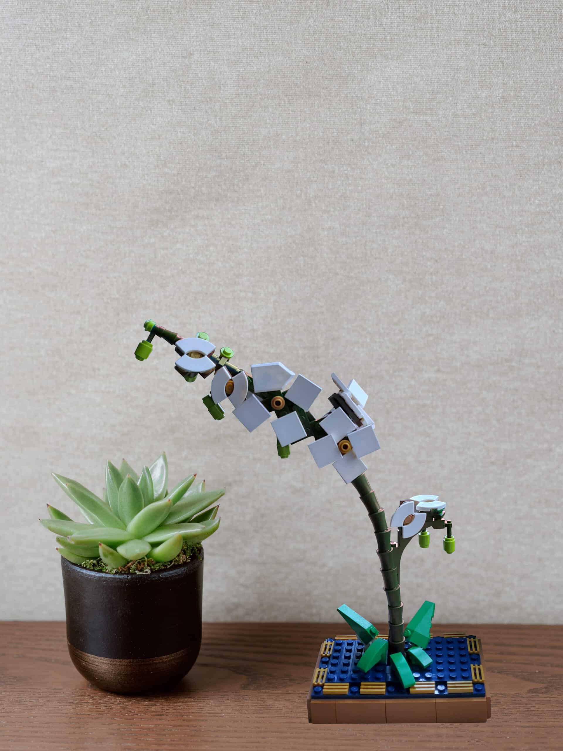 orchideeeee1