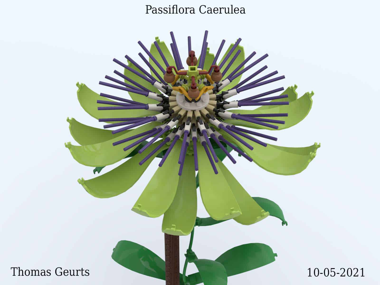 passion flower plant_2f