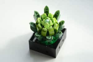 10309 succulents (12)