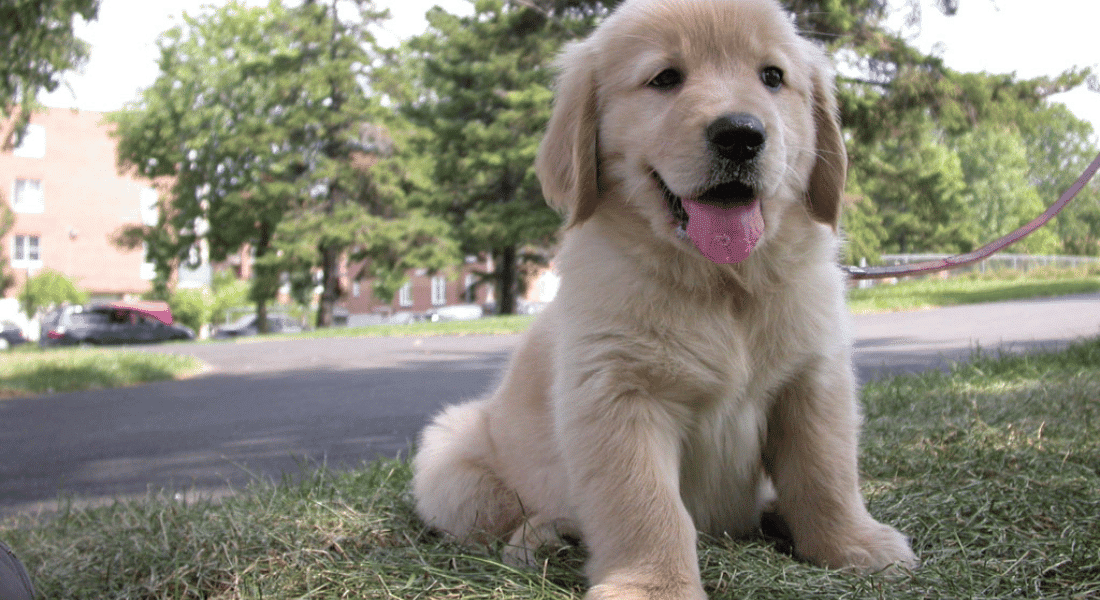 [Gerucht] LEGO Icons 11384 Golder Retreiver Puppy verschijnt in februari